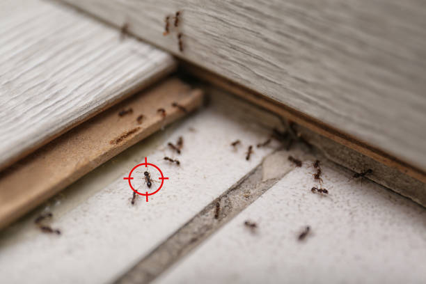 Best Best Pest Control Companies  in Crossett, AR