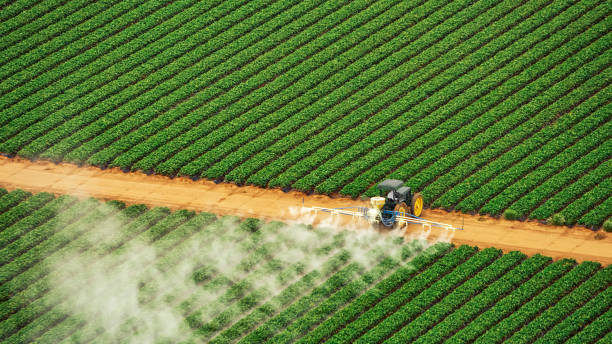 Best Bed Bug Extermination  in Crossett, AR