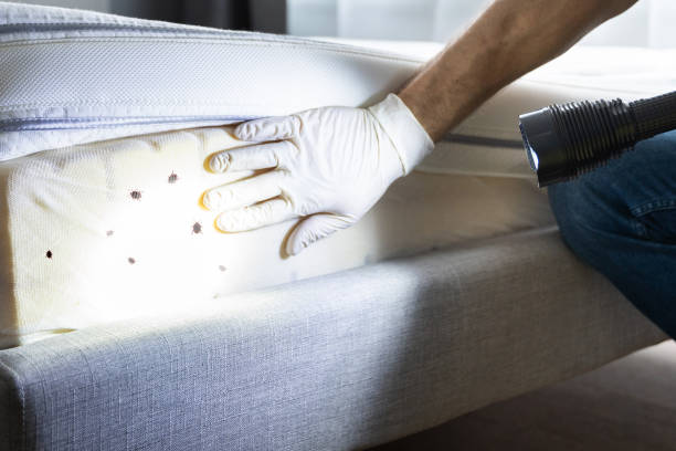 Best Wasp Removal Services  in Crossett, AR