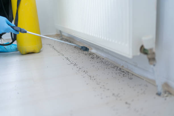 Best Affordable Pest Control Services  in Crossett, AR